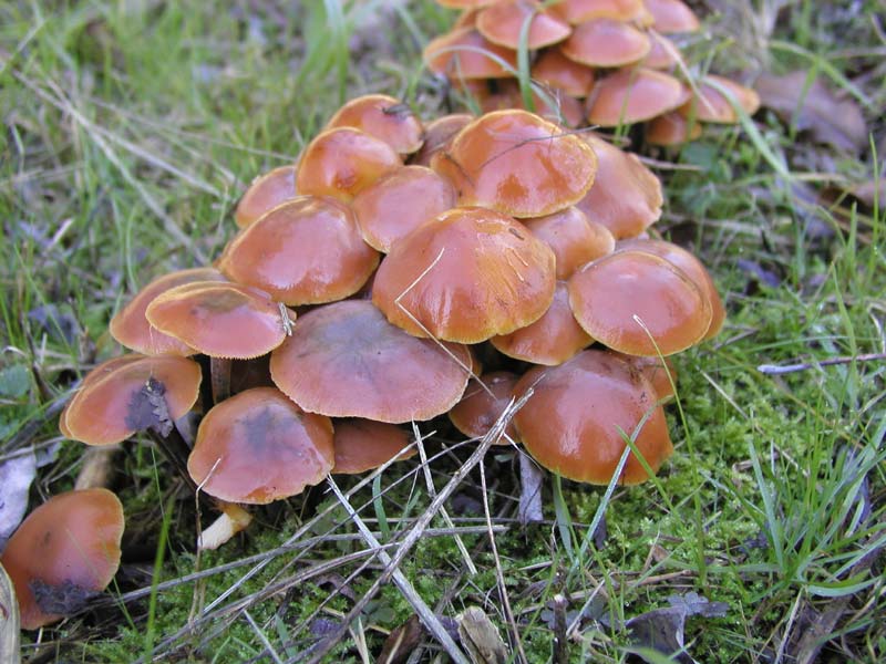 Flammulina velutipes.